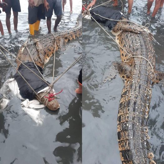 加雅島淺海遊蕩 村民合力捕12呎巨鱷