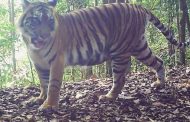 Penduduk Taman Seremban 3 bimbang terdengar ngauman harimau