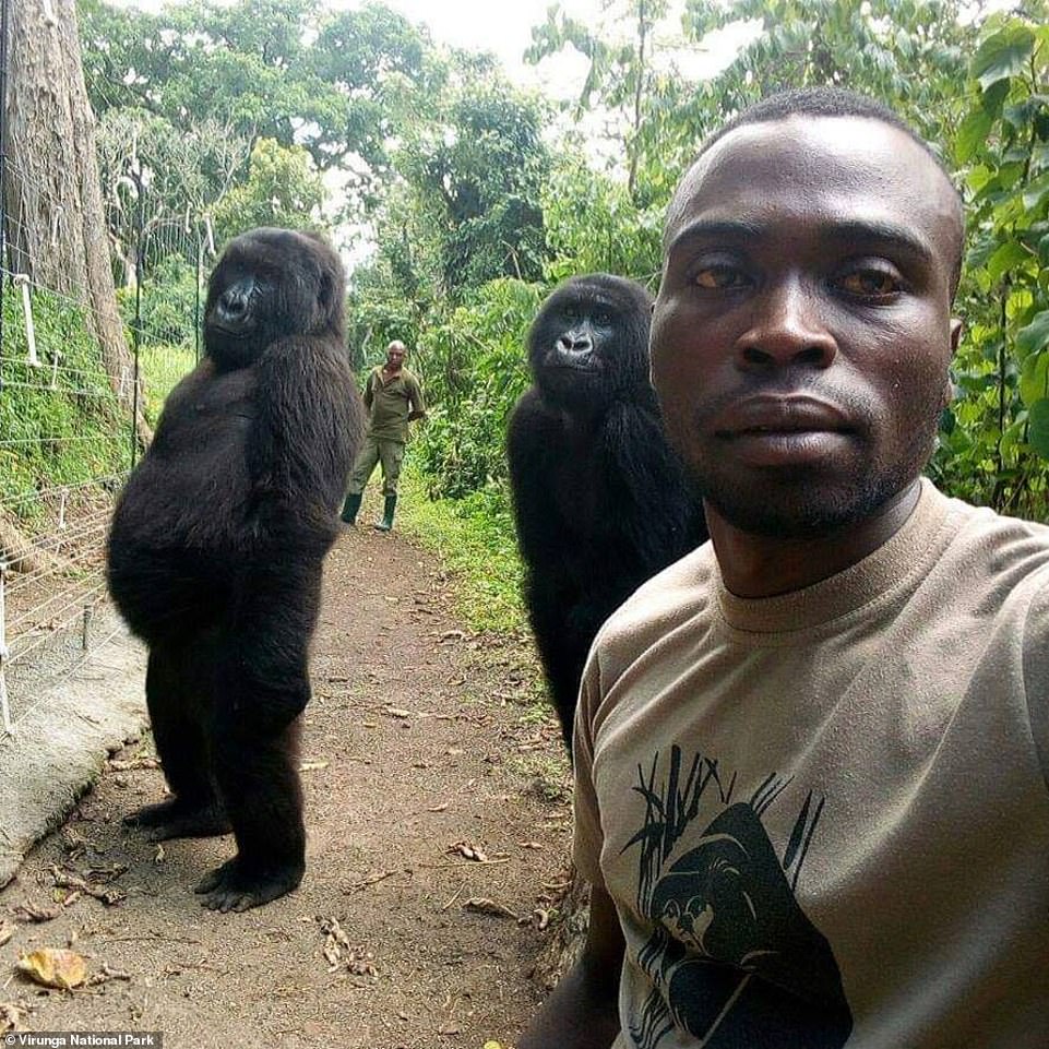 Ndakasi, gorila popular berswafoto kini sudah tiada
