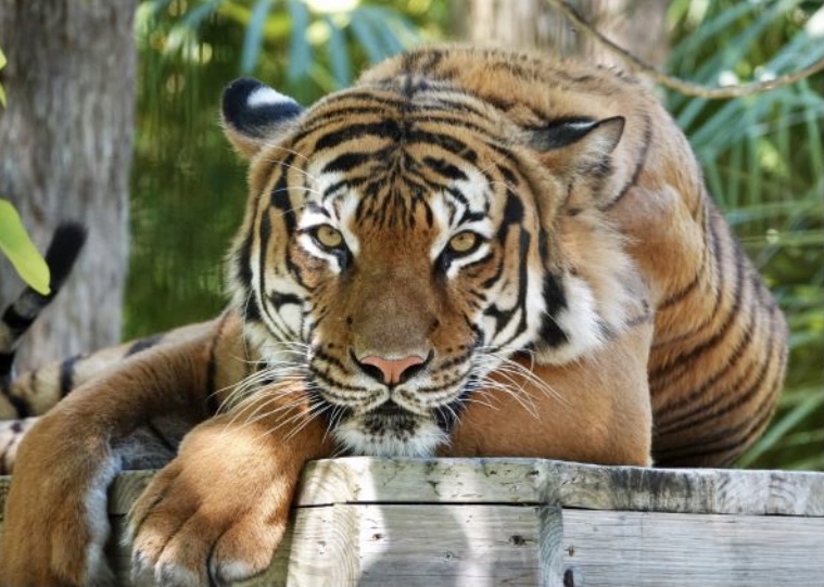 Harimau Malaya mati ditembak di Zoo Florida