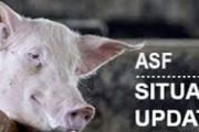 16,000 ekor babi dijangkiti ASF selesai dimusnahkan minggu depan