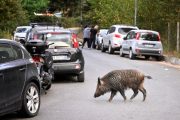 Itali larang berburu, aktiviti luar berikutan penularan selsema babi Afrika