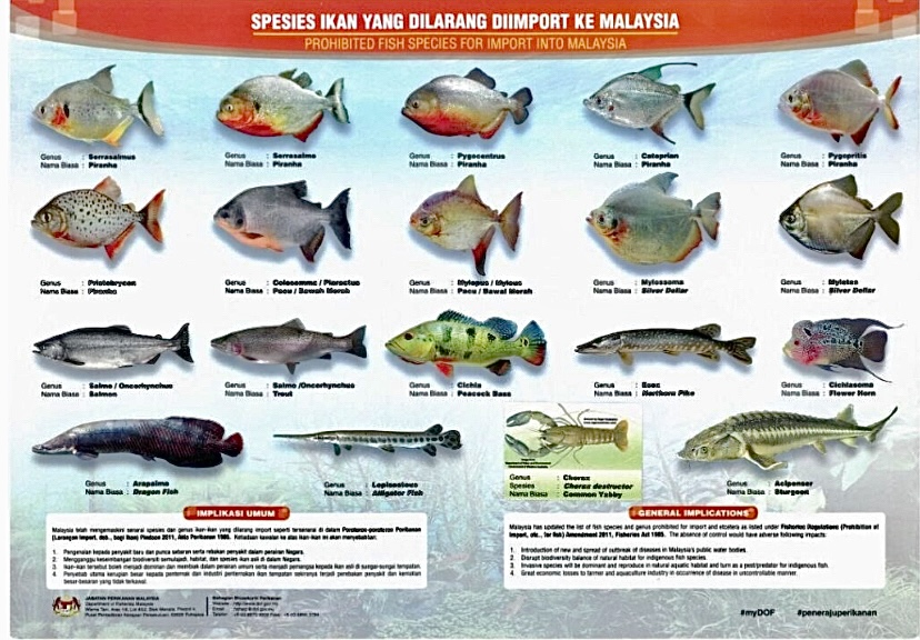 Sila segera bunuh ikan ini jika terjumpa - Warta Oriental