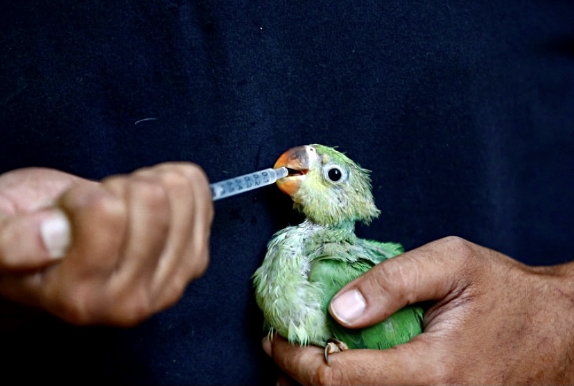 Ribuan burung ‘jatuh dari langit’ akibat cuaca panas melampau di India 
