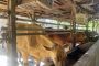 Tempoh kuarantin lembu hidup Thailand disingkatkan tiga hari￼