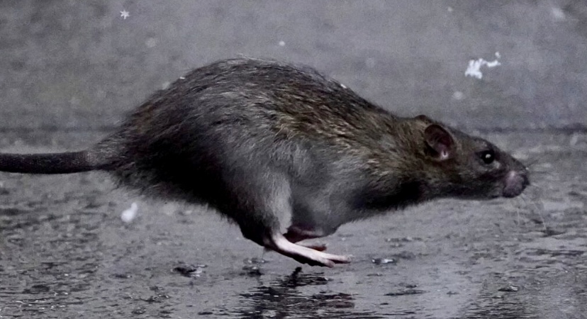 Tikus New York boleh dijangkiti virus Covid-19