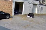 Beruang serbu garaj bakeri kebas 60 kek cawan