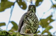 Empangan Babagon bakal jadi lokasi pemerhatian burung Raptor