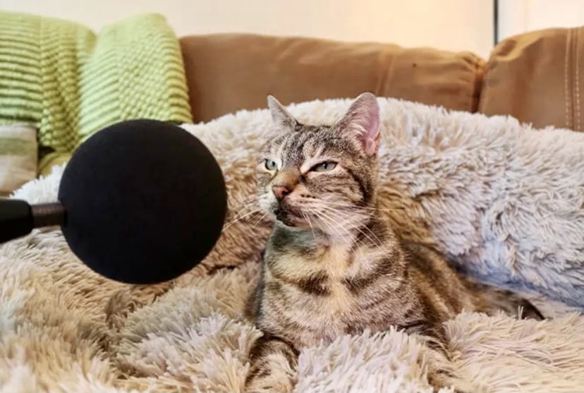 Bella pecah rekod hasilkan bunyi ‘purr’ paling kuat dunia