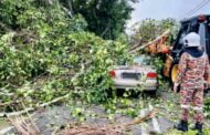Warga emas maut kereta dihempap pokok tumbang