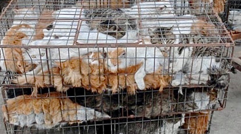 Sindiket di China jual daging kucing sebagai daging ayam, kambing, lembu