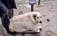 Anjing liar di Russia hidap obesiti
