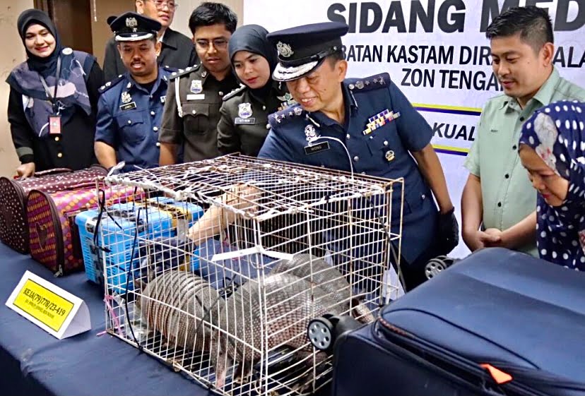 Tenggiling dalam bagasi, warga India dicekup
