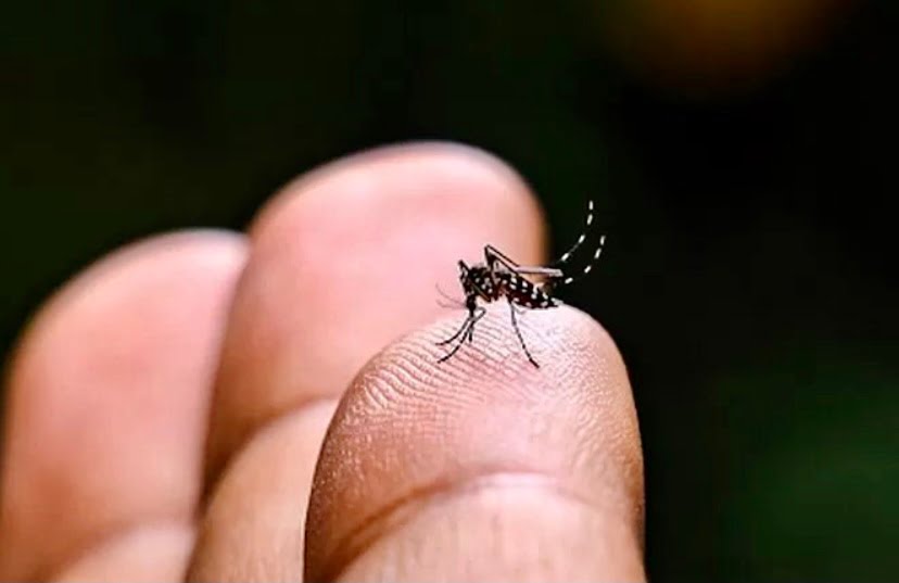 AS luluskan vaksin chikungunya pertama di dunia
