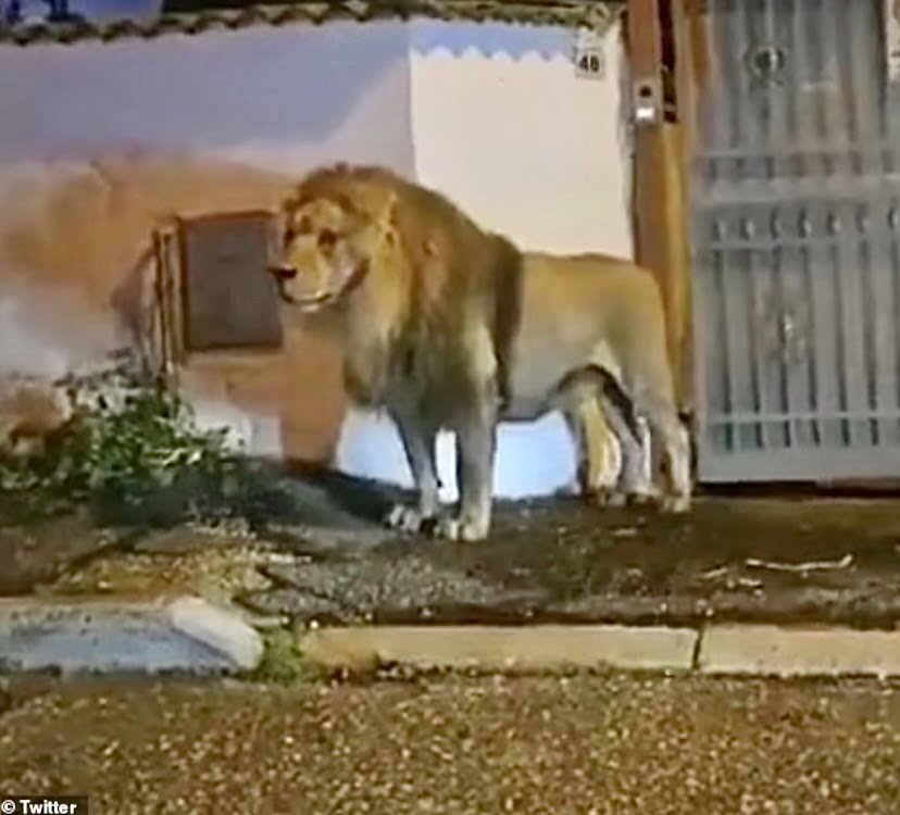 Penduduk terkejut singa ‘sapa’ depan rumah