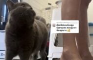 Kucing bercakap seperti manusia tular dalam TikTok