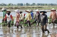 Indonesia kerah tentera bantu tanam padi