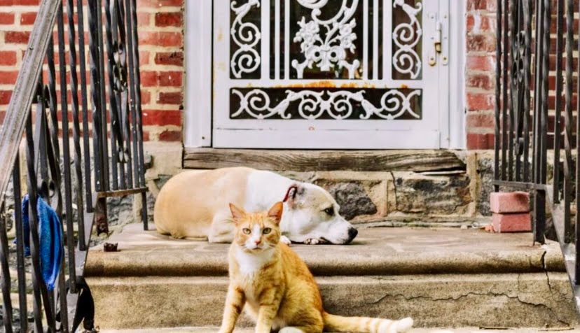 Warga emas wasiatkan harta 20 juta yuan kepada kucing, anjing