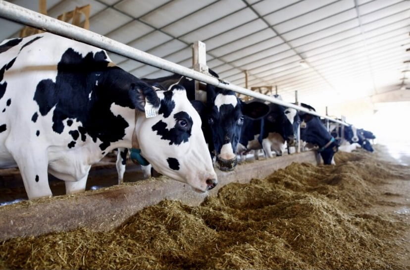 Virus selesema burung jangkiti lembu di AS
