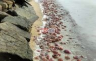 Damparan obor-obor luar biasa di Kuala Penyu disebabkan peningkatan suhu laut