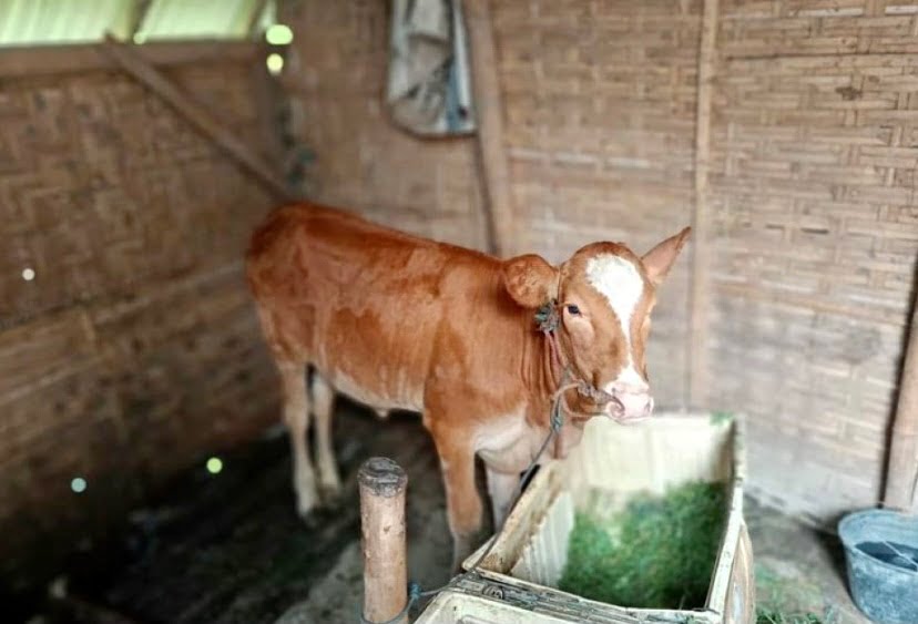 Tak jadi kahwin, lelaki curi lembu tunang