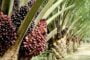 Dua cedera tercampak dari ‘sotong ride’ di fun fair di KK
