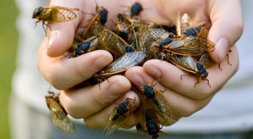 Lebih satu trilion cengkerik bakal serang AS