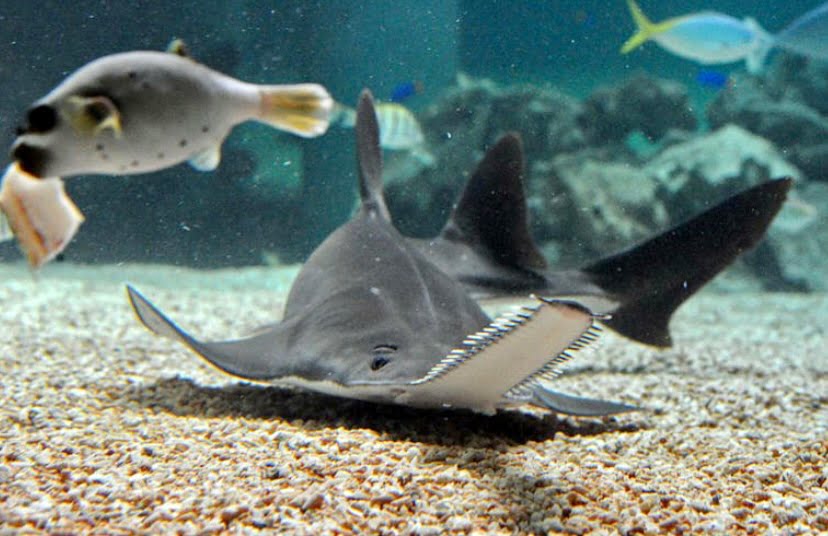Saintis bingung kematian aneh ikan di Florida Keys