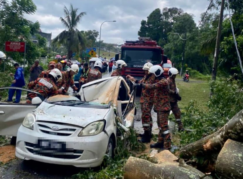 Lelaki maut dihempap pokok tumbang