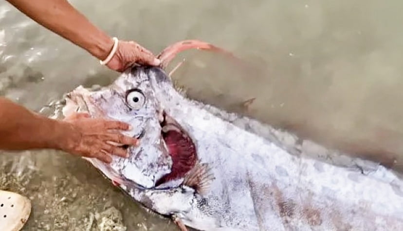 ‘Ikan kiamat’ muncul sebelum gempa melanda Taiwan