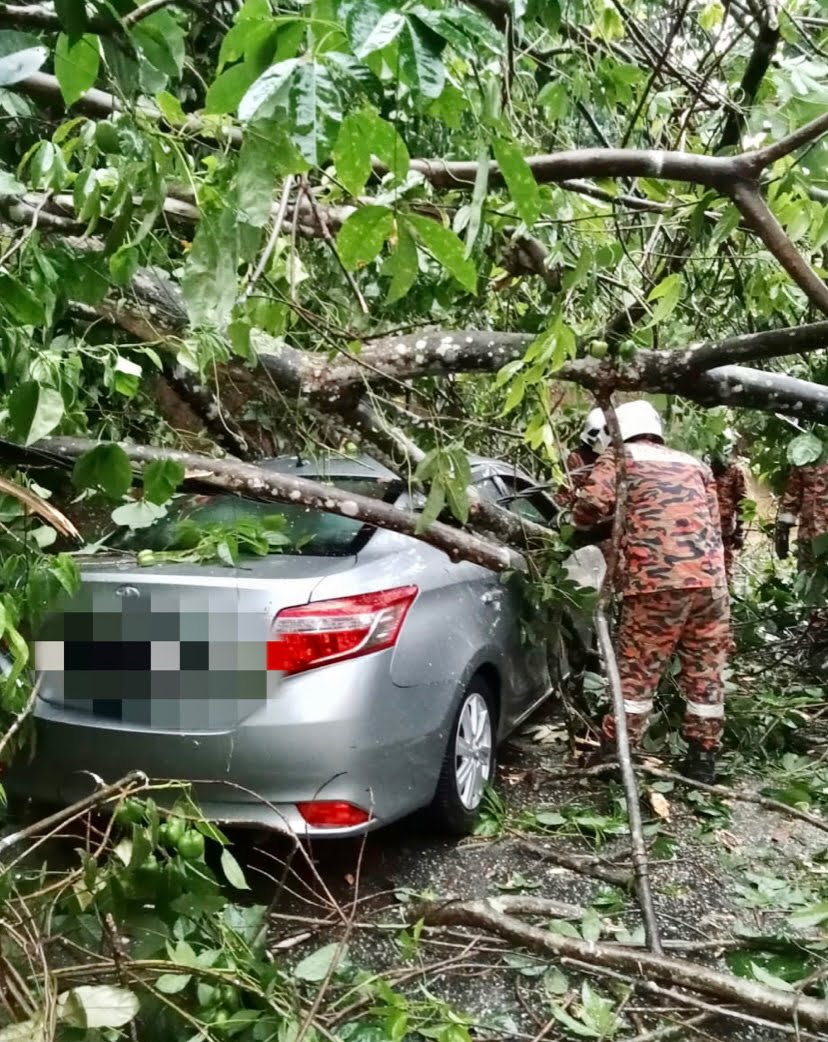 Wanita berdepan detik cemas, kereta dihempap pokok