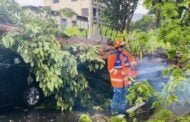 Lima kereta rosak akibat pokok tumbang