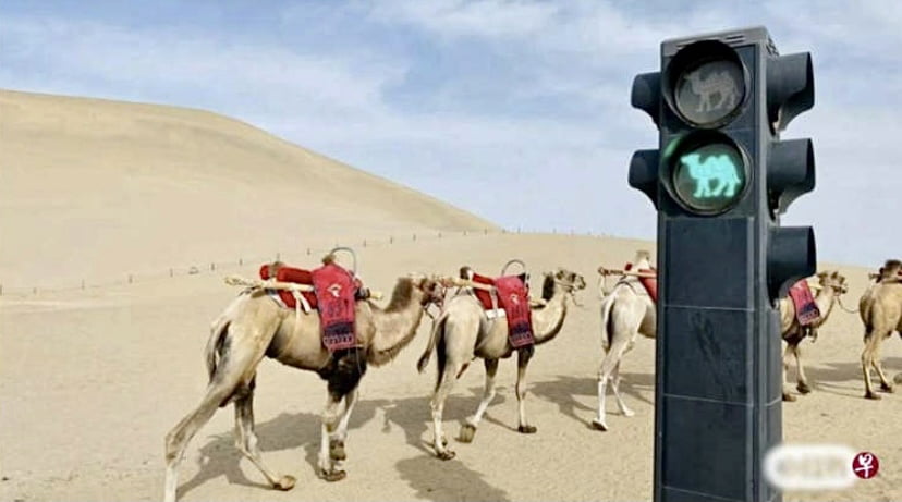 Lampu isyarat unta di gurun China