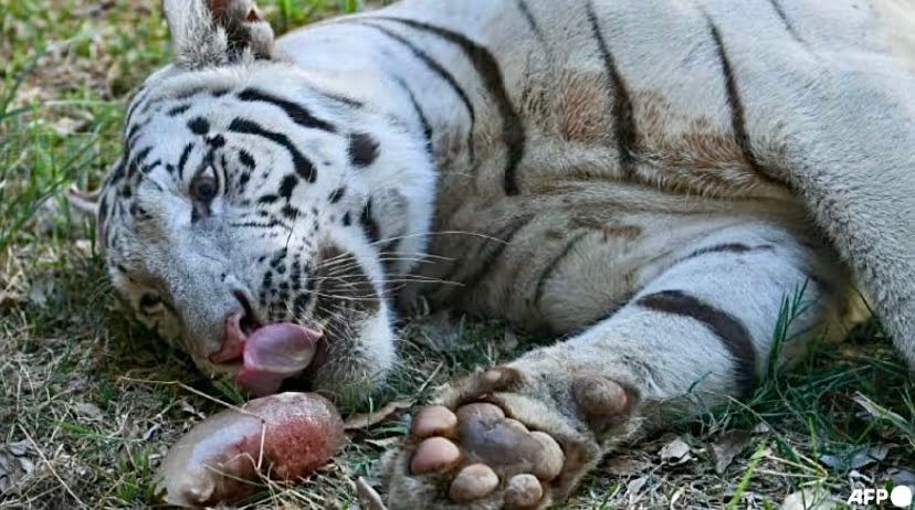 Darah beku, mandian bantu sejukkan haiwan di zoo Filipina 