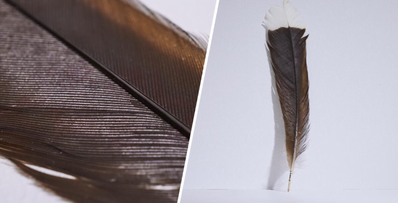 Bulu burung huia termahal di dunia