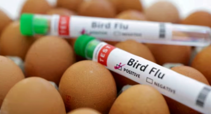 Ladang ayam kelima di Melbourne dijangkiti selesema burung