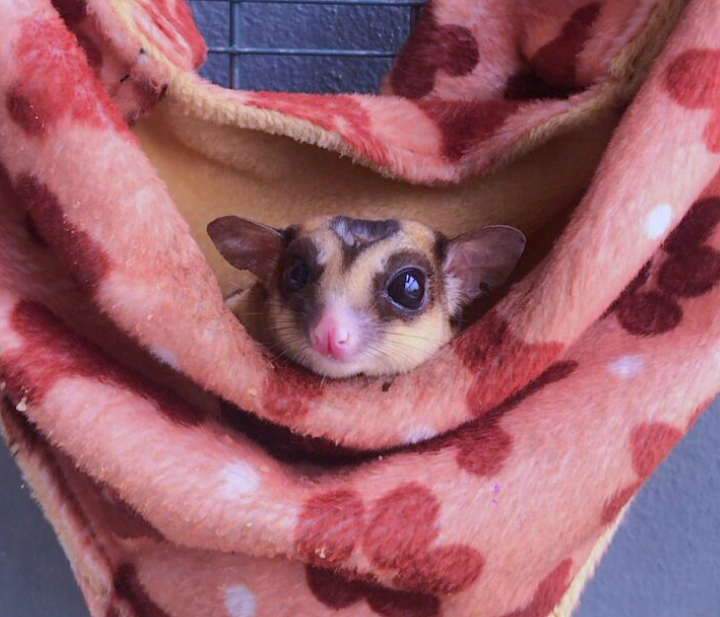 Sugar glider bersaiz poket antara haiwan eksotik pilihan
