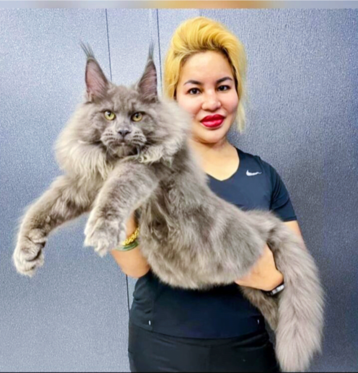 Maine Coon si gergasi manja