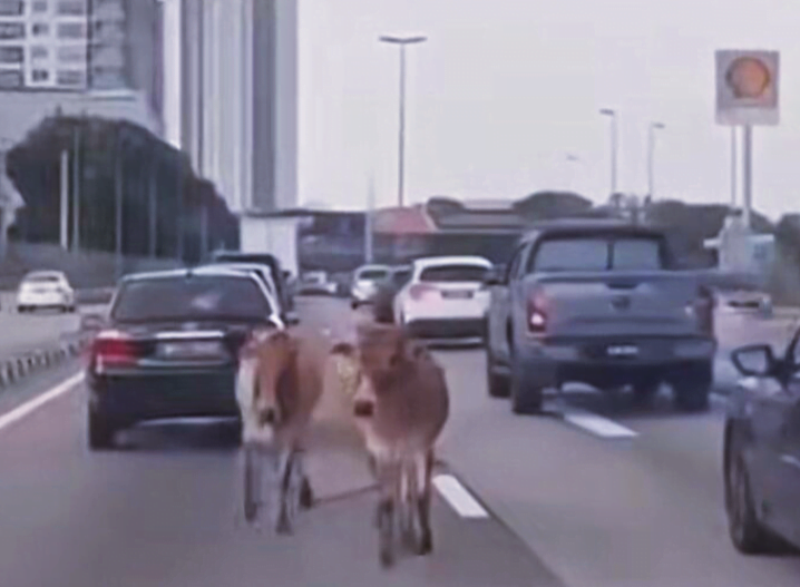 Dua ekor lembu terlepas lari ke LDP dilanggar Myvi