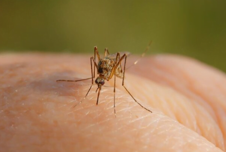 Singapura catat 13 kematian denggi