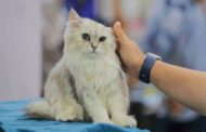 5 penyakit ancam kucing