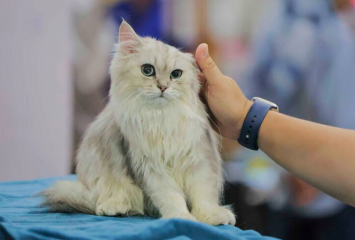 5 penyakit ancam kucing