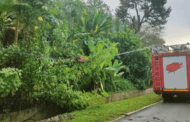 Pelajar dalam perjalanan ke sekolah maut dihempap pokok