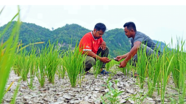 Julai 2024 bulan kedua paling panas di dunia