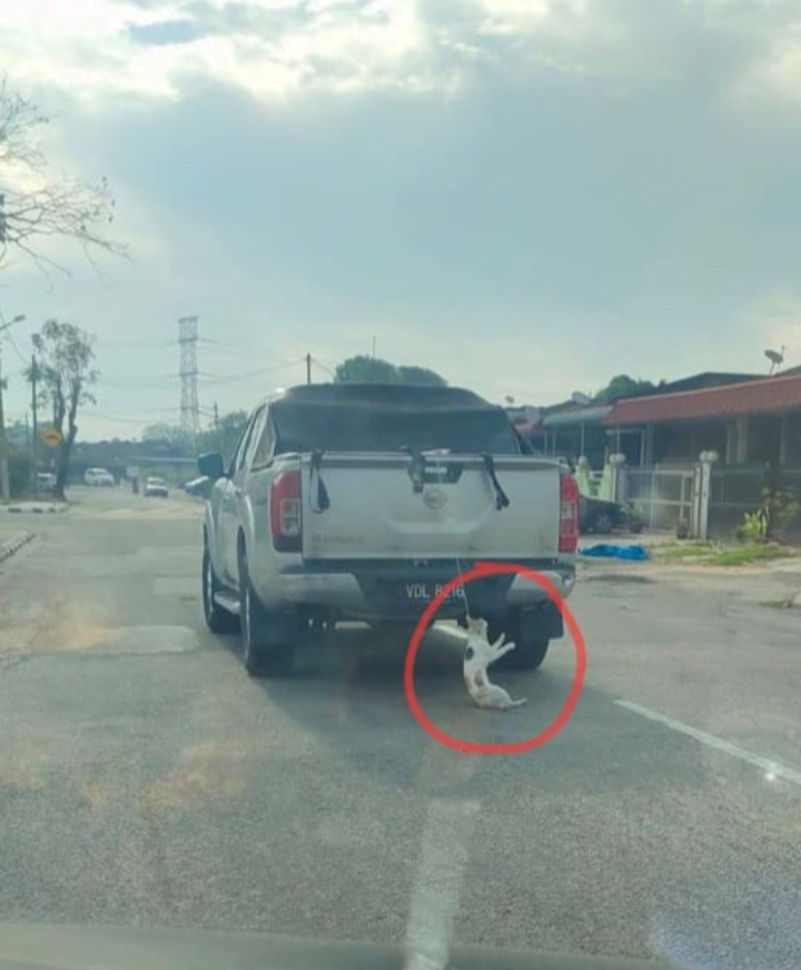 Pemandu tak sedar kucing tergantung di belakang kenderaan – polis