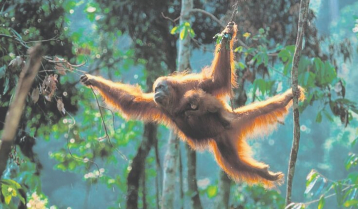 Penyumbang pemuliharaan orang utan layak terima pelepasan cukai