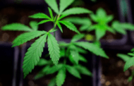 Lelaki dipenjara kerana perangkap bekas isteri dengan ganja
