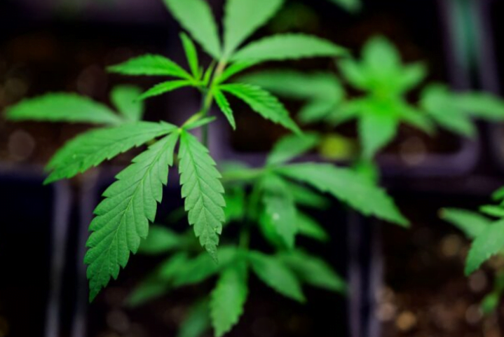Lelaki dipenjara kerana perangkap bekas isteri dengan ganja