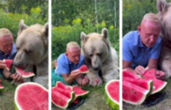 Lelaki Russia selamba kongsi tembikai dengan beruang