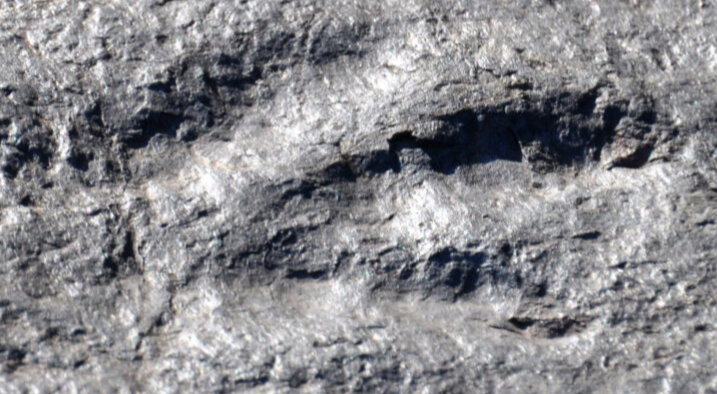 Fosil marin berusia 8.7 juta tahun ditemukan di tapak sekolah